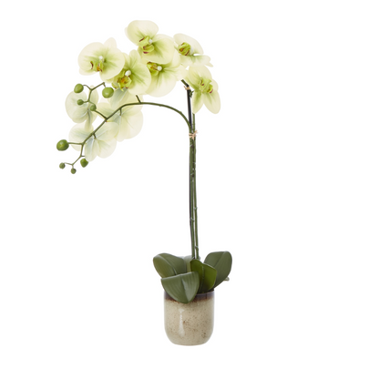 Artificial Orchid in Glossy Ceramic Pot – Cream Blooms