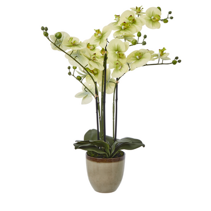 Artificial Orchid in Glossy Ceramic Pot – Cream Blooms