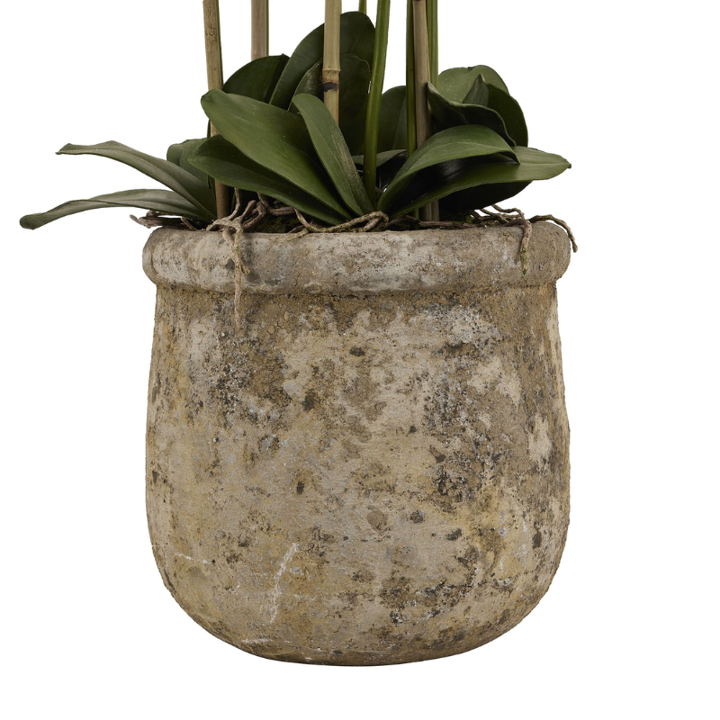 Large White Orchid In Antique Stone Pot