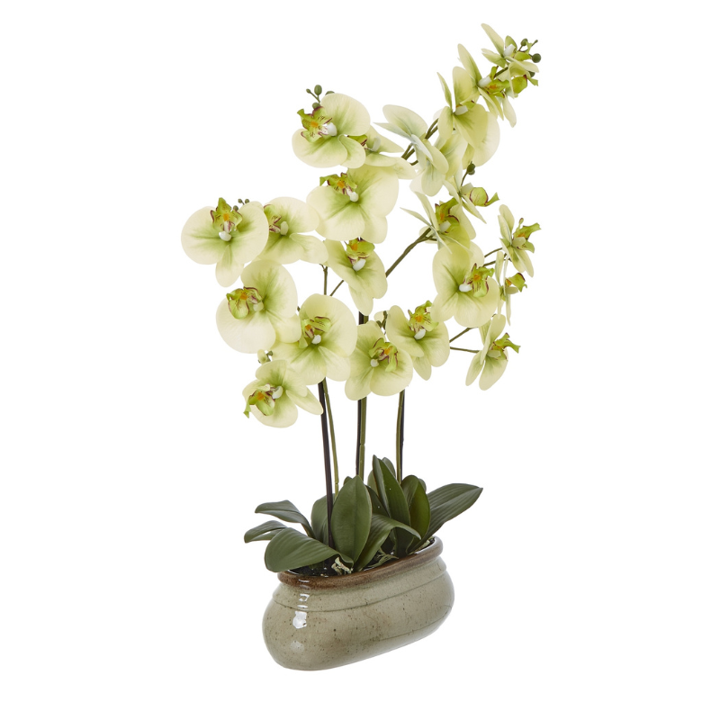 Artificial Orchid in Glossy Ceramic Pot – Cream Blooms