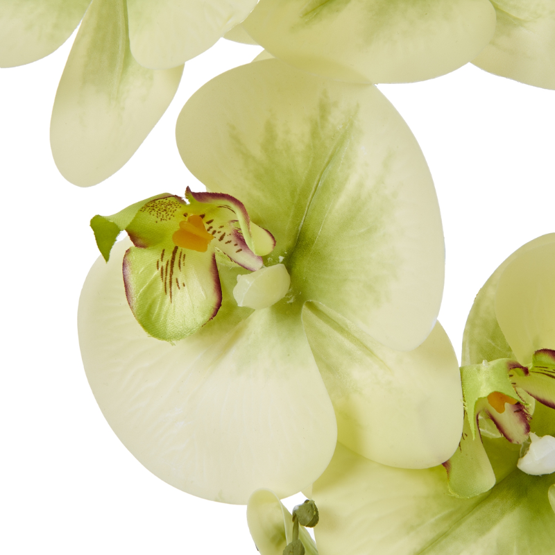 Artificial Orchid in Glossy Ceramic Pot – Cream Blooms