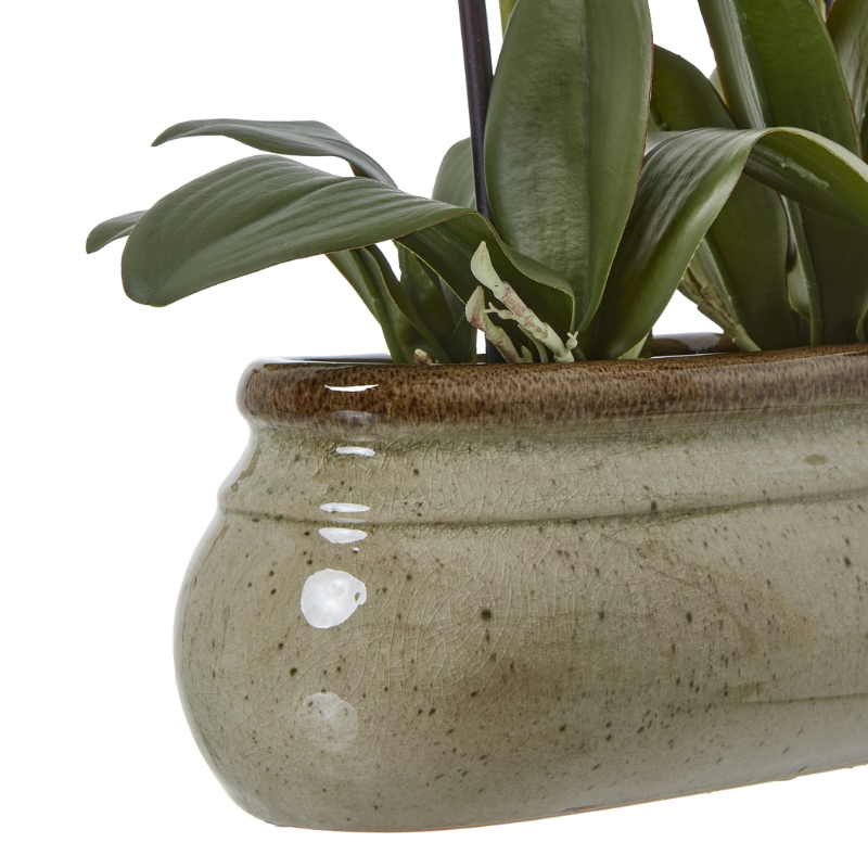 Artificial Orchid in Glossy Ceramic Pot – Cream Blooms