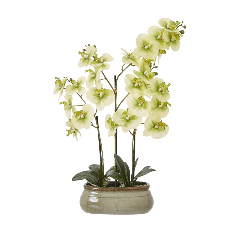 Artificial Orchid in Glossy Ceramic Pot – Cream Blooms