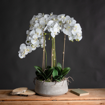 This is the Large White Orchid in Stone Pot. A classy home addition that will add an air of serenity and elegance wherever it's placed. This faux orchid boasts a botanical accuracy second to none.  From the realistic root network spilling from the on-trend stone pot to the variety of opened blooms and closed buds, every care has been taken in its creation. This faux plant would look fantastic as a dining table or kitchen island centrepiece.