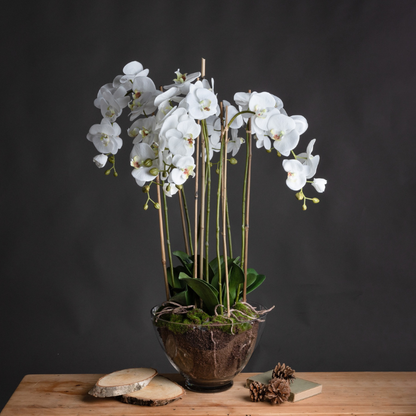 This is the Large White Orchid in Glass Pot. A sophisticated and timeless home addition that will add an air of serenity and elegance wherever it's placed. This faux orchid boasts a botanical accuracy second to none. From the realistic root network on show through the clear glass pot to the variety of opened blooms and closed buds, every care has been taken in the accuracy of its creation. This faux plant would look fantastic as a dining table or console table's centrepiece.