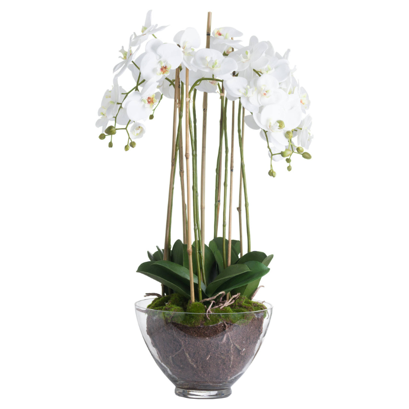 This is the Large White Orchid in Glass Pot. A sophisticated and timeless home addition that will add an air of serenity and elegance wherever it's placed. This faux orchid boasts a botanical accuracy second to none. From the realistic root network on show through the clear glass pot to the variety of opened blooms and closed buds, every care has been taken in the accuracy of its creation. This faux plant would look fantastic as a dining table or console table's centrepiece.