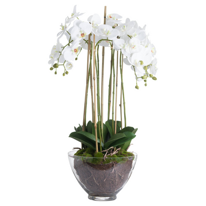 This is the Large White Orchid in Glass Pot. A sophisticated and timeless home addition that will add an air of serenity and elegance wherever it's placed. This faux orchid boasts a botanical accuracy second to none. From the realistic root network on show through the clear glass pot to the variety of opened blooms and closed buds, every care has been taken in the accuracy of its creation. This faux plant would look fantastic as a dining table or console table's centrepiece.